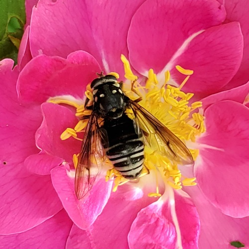 Photograph of Black-banded Falsehorn