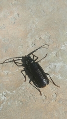 Derobrachus geminatus