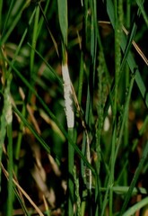 Epichloe coenophiala