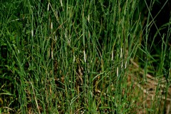 Epichloe coenophiala