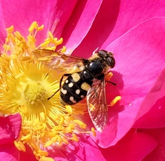 Sericomyia lata