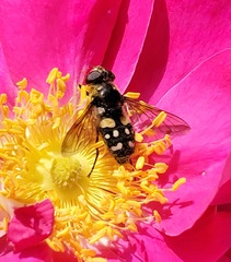 Sericomyia lata
