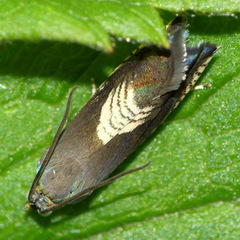 Grapholita tristrigana