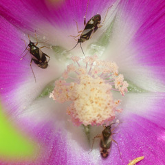 Plagiognathus obscurus