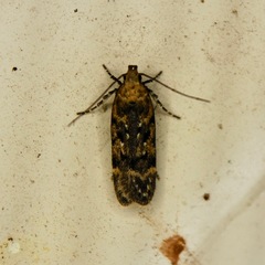 Chionodes thoraceochrella