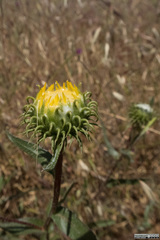 Grindelia camporum