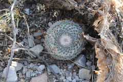 Mammillaria chionocephala
