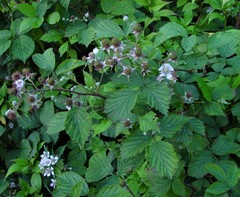 Rubus nemoralis