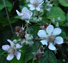 Rubus nemoralis