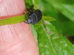 Asiopus minimus