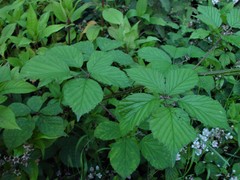 Rubus nemoralis
