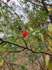 Calliandra peninsularis