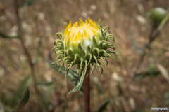 Grindelia camporum