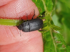 Asiopus minimus