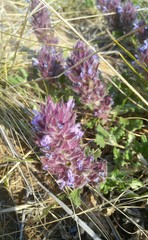 Dracocephalum pinnatum