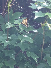 Papilio canadensis × glaucus