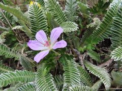 Geranium hayatanum
