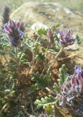 Dracocephalum pinnatum