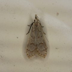 Dichomeris punctidiscellus