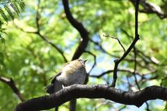 Turdus rufopalliatus