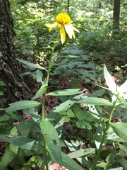 Verbesina helianthoides