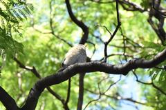 Turdus rufopalliatus