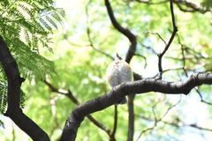 Turdus rufopalliatus
