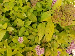 Blumeriella filipendulae
