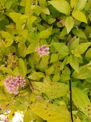 Blumeriella filipendulae