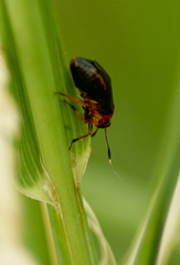Capsus