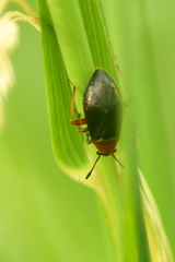 Capsus