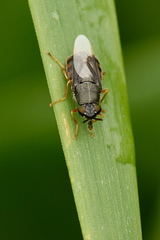 Odontomyia profuscata