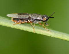 Odontomyia profuscata