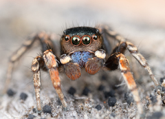 Habronattus altanus
