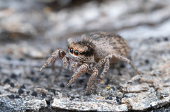 Habronattus altanus