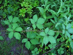 Rubus lindleianus