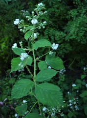 Rubus lindleianus