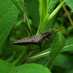 Piezogaster calcarator
