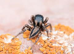 Habronattus altanus
