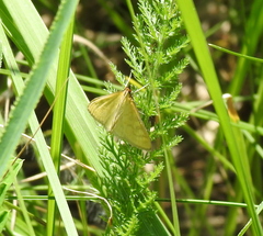 Mecyna flavalis
