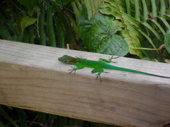 Anolis marmoratus
