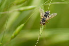 Anasimyia bilinearis