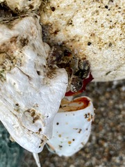 Alloniscus perconvexus