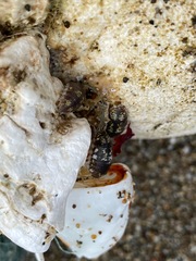 Alloniscus perconvexus