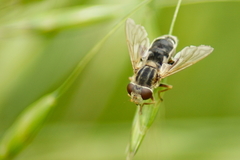 Anasimyia bilinearis