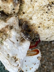 Alloniscus perconvexus