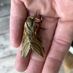 Sthenopis argenteomaculatus