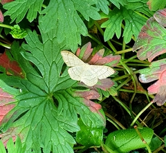 Idaea aversata