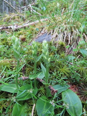Platanthera brevicalcarata