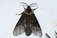 Acossus centerensis